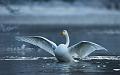 Sangsvane - Whopper swan (Cygnus cygnus) ad